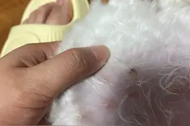 警惕！狗狗掉毛有皮屑，身体红肿！是皮肤病图片