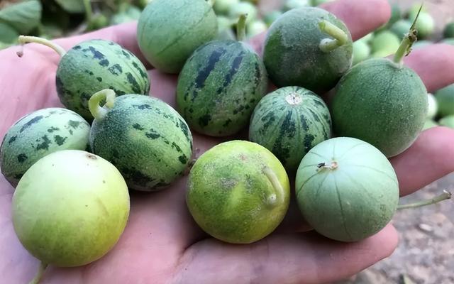过去常当杂草铲除的“马泡瓜”，原来浑身都是宝，现在了解也不晚