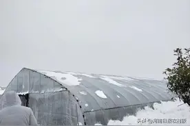 河南省瓜类蔬菜产业科技特派员服务团支招：缓解倒春寒对蔬菜的影响，做好这八点~图片