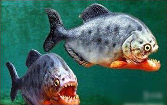 食人鱼有多恐怖，食人鱼真的会攻击人类吗？我们该如何自救呢？