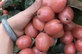1种“羊奶果”珍贵，在农村山坡下生长，比西红柿值钱，能当盆栽图片