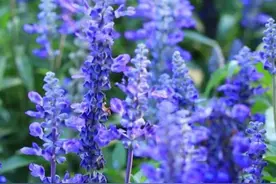 蓝花鼠尾草，和薰衣草相似的花朵图片