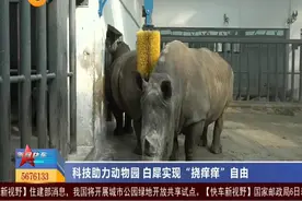 【视频】太原：科技助力动物园 白犀实现“挠痒痒”自由图片