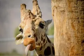 长颈鹿的繁殖过程有多奇特？遇上危险，长颈鹿自保时有多凶猛？图片