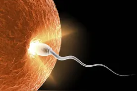 女人的卵子会偏爱部分男人的精子，甚至会为它“开后门”？图片