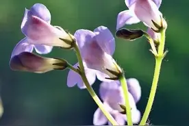 分享图片——美丽的苦苣苔图片