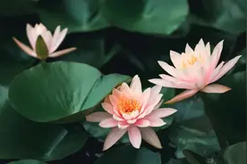 10首秋花诗词，兰幽情，桂飘香，遇见清秋好时光！图片