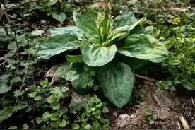 车前草加生姜泡水喝，老一辈留给我们的土方法，很多人都不知道图片