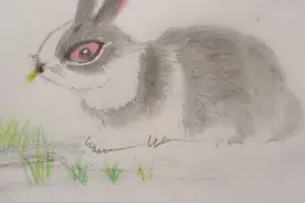 兔 子 不 吃 窝 边 草 19首图片