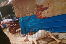 江苏3只羊舔了一堆废弃物，走出100多米突然死亡，牵出一宗环保案图片