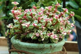 家里养这5种花，生命力顽强不怕死，丢在阳台不管，也能轻松爆盆图片