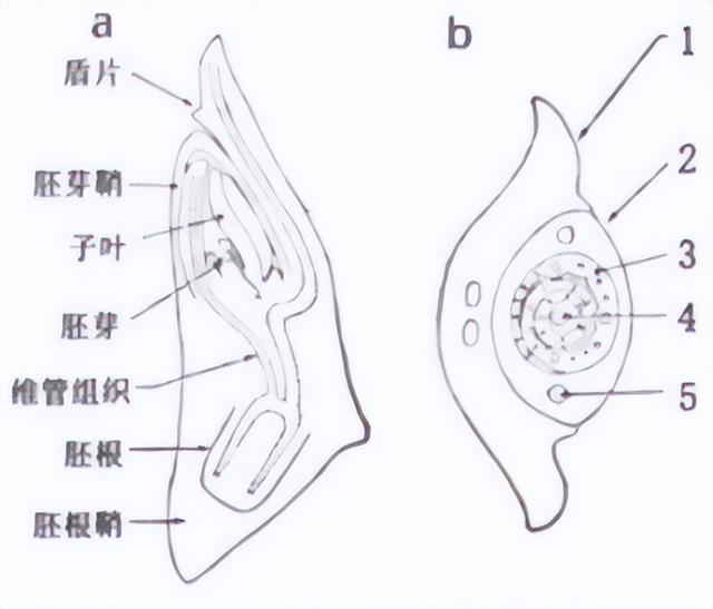 2021年全国中学生生物学联赛试题