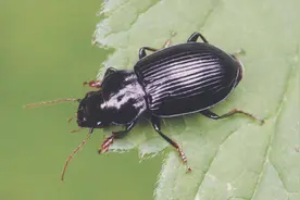 京津冀多地出现婪步甲，专家：无毒。婪步甲真的人畜无害吗？图片