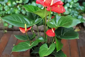 盆栽红掌有“4招”，记住新叶冒不停，红红火火开爆盆图片