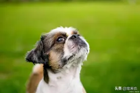 狗狗的腿突然一瘸一拐的是怎么回事图片