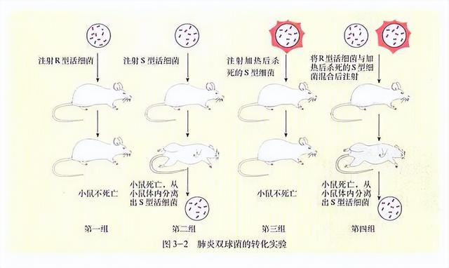 高中生物-基因的本质与表达