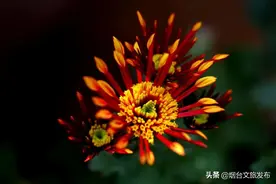 黄县话：赤红、血绿、乔黄、墨黑... ...图片