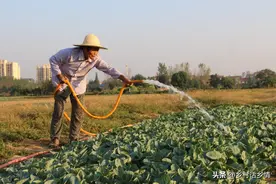 栽培蔬菜浇水有说道，尤其是这四遍水，决定了蔬菜的整个长势图片