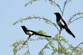 百姓眼中的8种吉祥动物，民间传说有幸碰到会好运自来图片