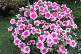 6种花开花勤，一年四季都能开，家里养一盆，漂亮又美观图片