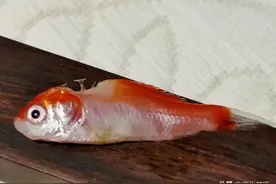 我养的金鱼，竟然因为水泵的原因死了图片