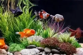 ​鱼缸水质不错，突然出现大量悬浮杂质，检查三方面的问题就可以了图片