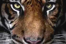 孟加拉虎超过3000只！数量远超东北虎，会进化到比东北虎更强吗？图片