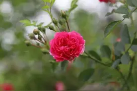 60岁后还能遇到桃花运？大爷：别信，和你谈真爱的女人贪三个物品图片