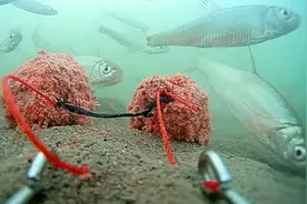 野钓时，为什么有时会空军？看看这个水下视频，啥都明白了图片