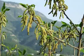 还有人敢吃路边的野菜？河南男子吃了半碗“构树穗”，住进ICU图片