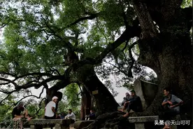 盛夏来临，要想精神好，这3款菊花茶不可错过，清凉甘甜更降暑气图片