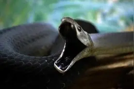 晚上我梦见了蛇是什么意思？图片