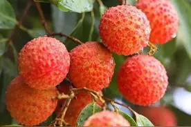 备战“荔枝季”，深圳好忙！图片