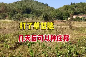 草甘膦除草多久后可以种植农作物？1天？15天？和哪些因素有关？图片