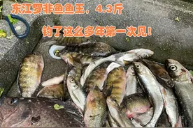 广东钓友东江遭遇4.3斤野生大罗非鱼，鱼竿都被拉断，钓友：不亏图片