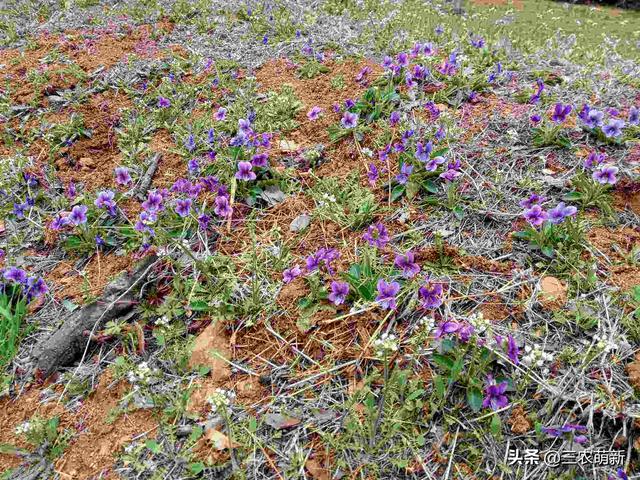 根像“钉子”，叶片像“犁头”，常被当盆栽，它的价值你知道吗？