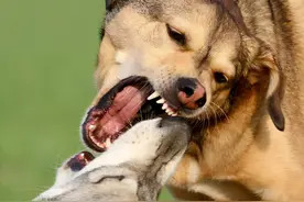 为何两只狗“交配”结束，公狗会受到攻击？是公狗做错了吗？图片