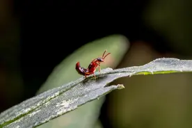 隐翅虫怎么会进家里的，驱赶隐翅虫最有效的方法有哪些？图片