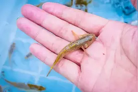 俗称“趴地虎”，儿时常见的小河鱼，过去没人吃，如今贵到吃不起图片