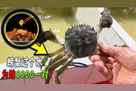 产值才三亿的阳澄湖大闸蟹，为啥卖出300亿，多的是“洗澡蟹”吗图片