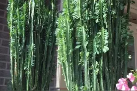 家养龙骨的好处和坏处你们知道吗？图片