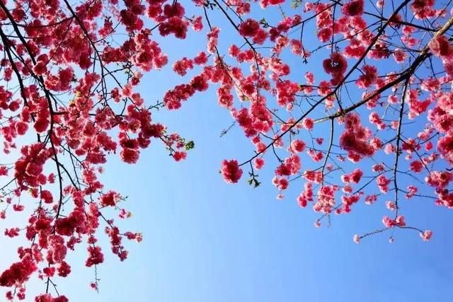 春游云南丨春天来楚雄，赏花、拍花、吃花！