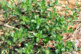 小小一野草，民间俗称“百里香”，炖羊肉是一绝，还是天然驱蚊草图片