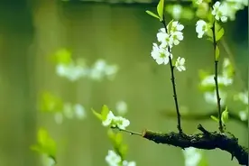 清明云朗诵：你是人间四月天图片