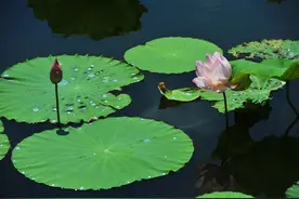 水中一物帮你化解脾热引起的痘痘图片