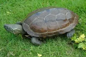 湖北女子上山遇乌龟，没有水还能活？为何老人说山上乌龟不能动？图片