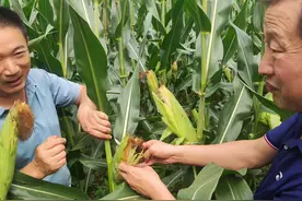 2022年玉米花粒调查：2种现象花粒严重，3种管理措施可减少损失图片