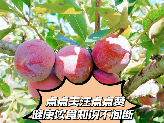 加应子,也叫嘉应子,究竟是什么水果做的,它跟嘉应府有没有关系