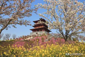 河南赏樱看这里：5000亩樱花已盛开，拍照绝美，关键还免费开放图片