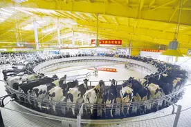奶源革命：重新定义中国乳业图片